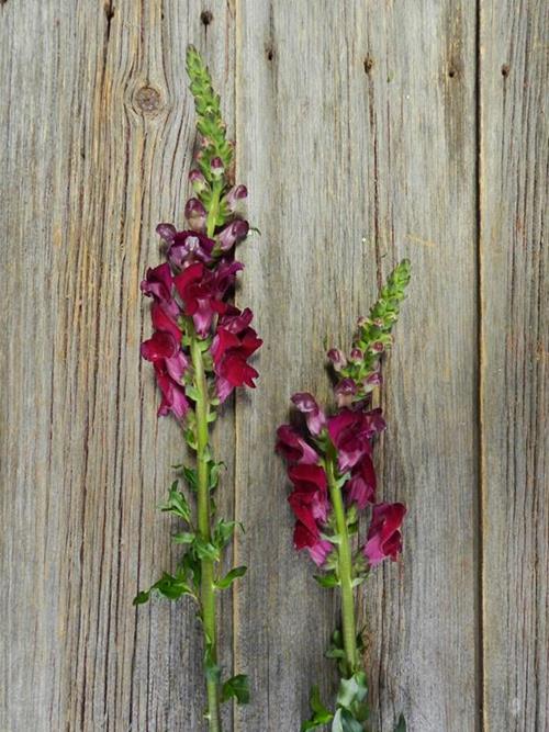 PURPLE SNAPDRAGONS